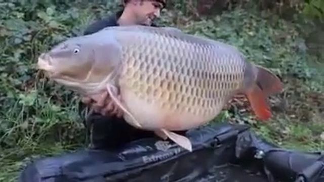 САМЫЙ БОЛЬШОЙ КАРАСЬ В МИРЕ!!! ЭТО ПОЛНЫЙ ПИ...Ц РЕБЯТА!!! смотреть онлайн