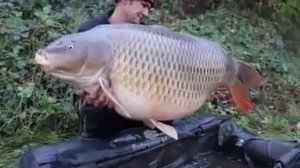 САМЫЙ БОЛЬШОЙ КАРАСЬ В МИРЕ!!! ЭТО ПОЛНЫЙ ПИ...Ц РЕБЯТА!!!