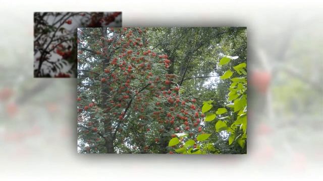 Фредерик Шопен ноктюрн № 21 РЯБИНОВЫЙ НОКТЮРН смотреть онлайн