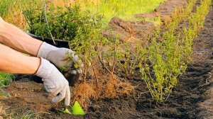 Барбарис съедобный полезные советы