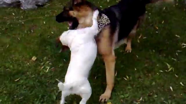 Jack Russell and German Shepard Chick смотреть онлайн