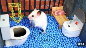 🐹 Хомяк сбегает из креативного лабиринта для домашних животных в реальной жизни 🐹 в Hamster Storie