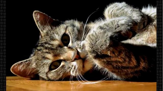 Серые кошки на фото. Все вроде серые, но такие разные! смотреть онлайн