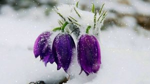 Футаж. Цветы на снегу 41  Footage. Flowers in the snow 41