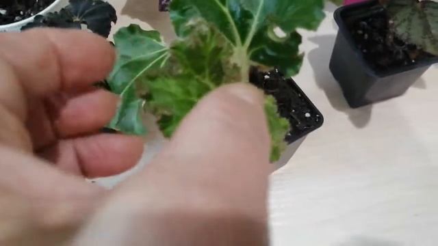 Бегония декоротивно - лиственная. Сорта, уход и размножение. смотреть онлайн