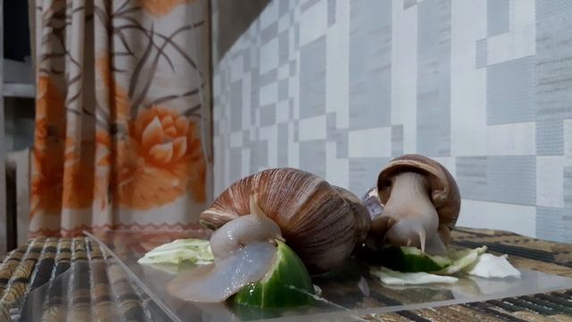 прожорливые улитки ахатины смотреть онлайн