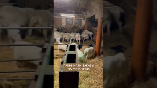 Племенные Дорперы I Доставим по России и СНГ смотреть онлайн