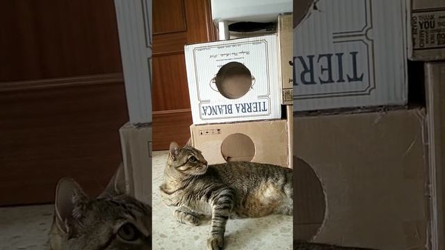 Нужно ли кастрировать кота. Ответ ветеринара смотреть онлайн
