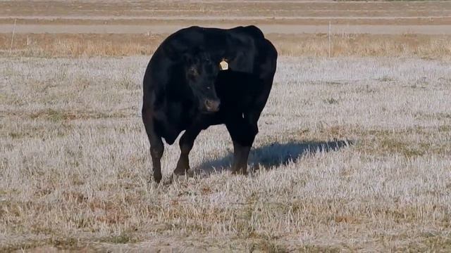 Wulffs Erica Dianna 9307 смотреть онлайн