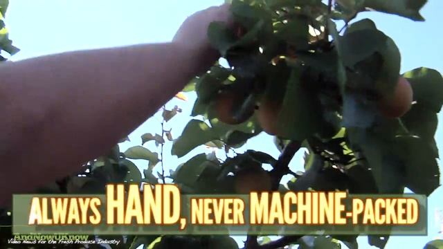 AndNowUKnow: HONEYCOT® Brand Apricots - Behind the Greens