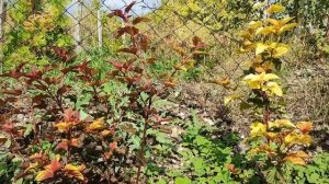 Лучший кустарник, чтобы закрыться от соседей и от ветра