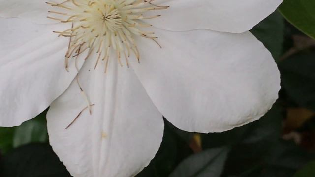 Clématite Clematis 'Mme Le Coultre' La Fleur Sculpture La Belle Allure..