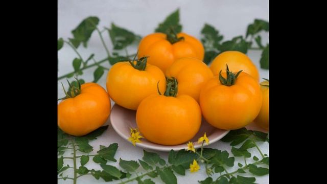 Самый лучший томат в мире 2023 г.!!! Высокоурожайный, сладкий и вкусный томат сорта ДЖАЛО!!! смотреть онлайн
