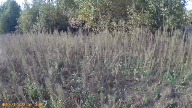 У ГОЛУБИКИ ОСЕНЬЮ ПОКРАСНЕЛИ ЛИСТЬЯ,ЧТО ДЕЛАТЬ? смотреть онлайн