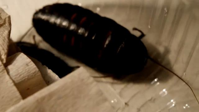 Gromphadorhina (мадагаскарские шипящие тараканы) смотреть онлайн