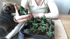 Сансевиерия Bonselensis обзор | Паллета молодых циллиндрических санс