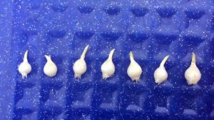 Луковицы АЛЛИУМА Выращиваем ДЕКОРАТИВНЫЙ ЛУК из семян