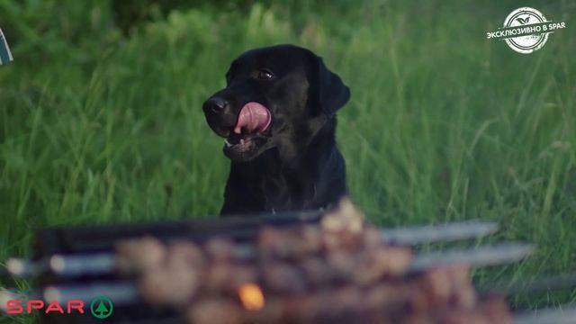 СЕЗОН ШАШЛЫКОВ В EUROSPAR! смотреть онлайн