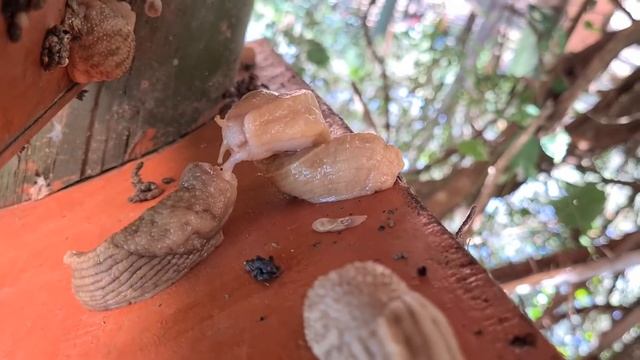 Горячая Африка: гигантские слизни делают это, новых слизней // Путевые погадки ВКУЗ: Кения день 1 смотреть онлайн