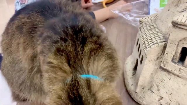 Нескучный урок анатомии кота в арт-галерее Котовасия смотреть онлайн