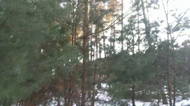 ОВЧАРКИ ВСТРЕЧАЮТ ВЕСНУ!!! ПЕРВЫЙ ДЕНЬ ВЕСНЫ!!! ПАВОДОК НА ЛУГУ! смотреть онлайн