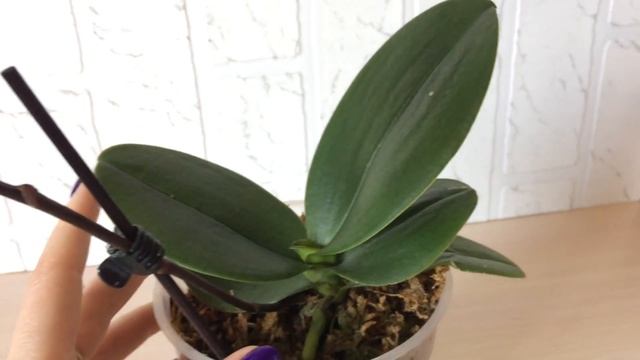 Мини фаленопсис расцвел! Мини орхидея фаленопсис уход в домашних условиях. смотреть онлайн