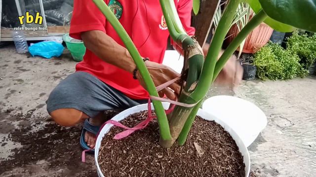 Sirih gading jumbo, keladi, air mata ibu, pindah kepot,,, смотреть онлайн