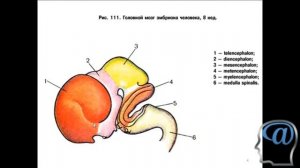 Развитие головного мозга (мозговые пузыри). Лекция. Анатомия головного мозга