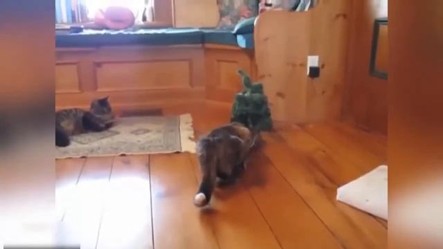 ТОП-10 САМЫХ ТУПЫХ КОТОВ смотреть онлайн