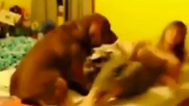 Собака трахает девушку зоофилка смотреть онлайн