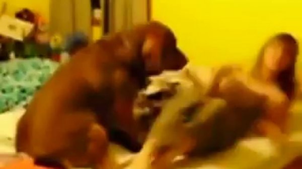 Собака трахает девушку зоофилка