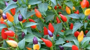 Кустарниковй острый перец Задира (скороспелый)