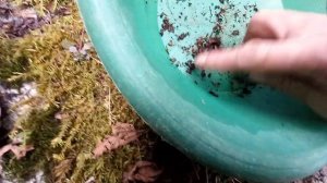 Minelab gold monster 1000