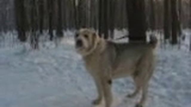 Аскет смотреть онлайн
