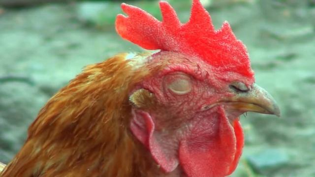 HDR-CX110 test video смотреть онлайн