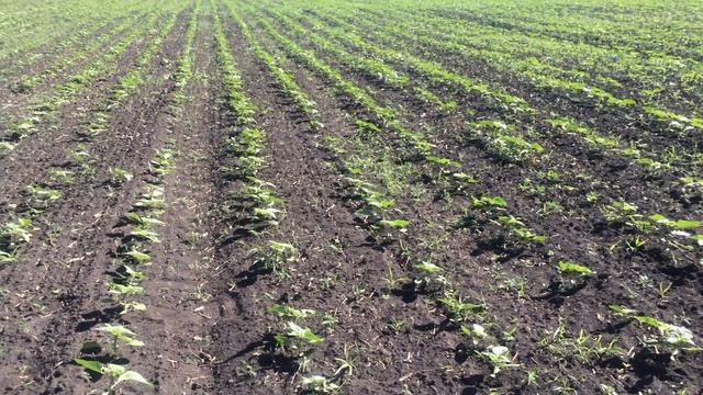 Опрыскивание подсолнуха Евролайтингом смотреть онлайн