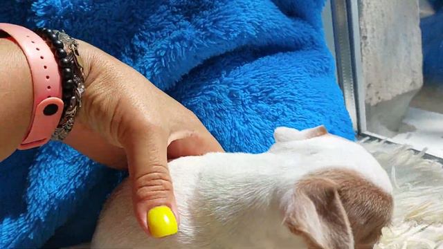 60 тыс руб Эммануэль открыта для резервирования продажа чихуахуа питомник Кастропуло+79787458062