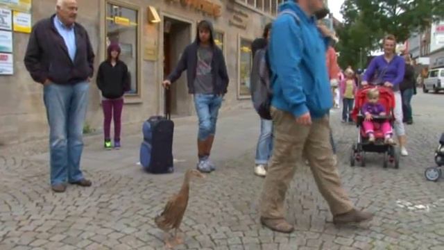 Im Entengang durch Hildesheim mit Duggets смотреть онлайн