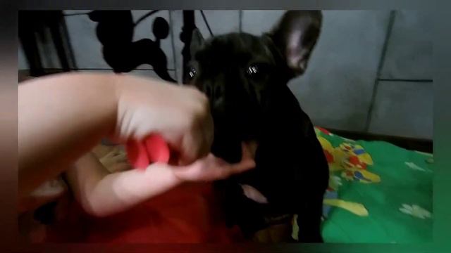 чистим зубы французскому бульдогу смотреть онлайн