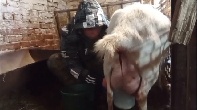 Окот козы Беляны! Была одна а теперь четыре!!! Весёлые тройняшки от Беляны!! смотреть онлайн