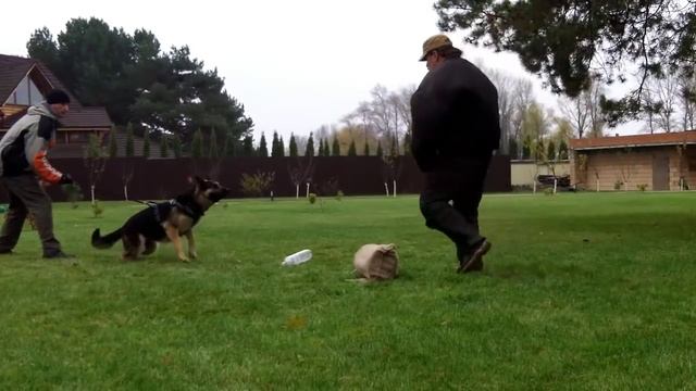 Немецкие овчарки Гектор и Зеста. Тренировка по охране территории. смотреть онлайн