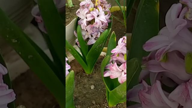Hyacinth bulb blooming #plants #garden #flowers #spring flowering bulbs смотреть онлайн