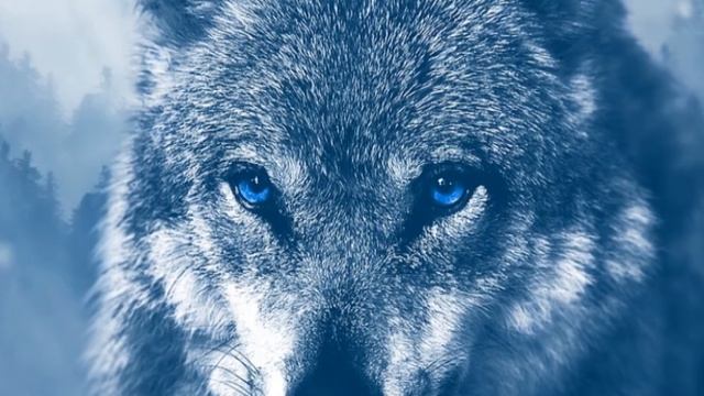 ? Irish Werewolves ? - Conroicht / Faoladh (Irish Legends - Celtic Folklore) смотреть онлайн