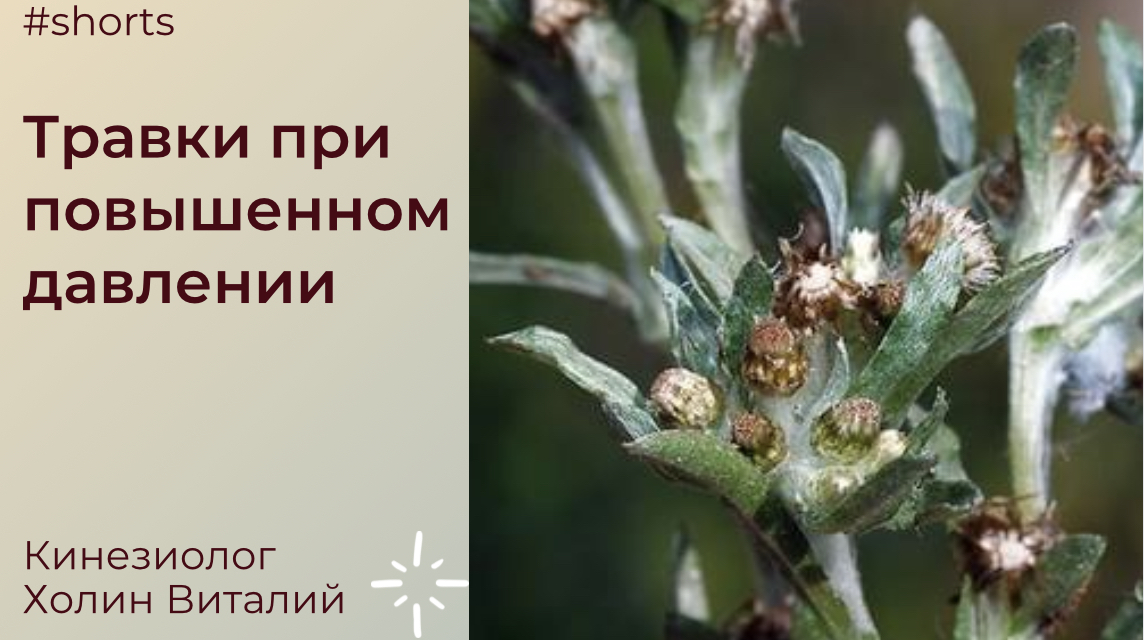 Травки при повышенном давлении смотреть онлайн