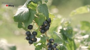 ДАЙТЕ СМОРОДИНЕ СОДУ И БУДЕТЕ СОБИРАТЬ УРОЖАЙ ВЕДРАМИ!! УХОД ЗА СМОРОДИНОЙ ВЕСНОЙ!