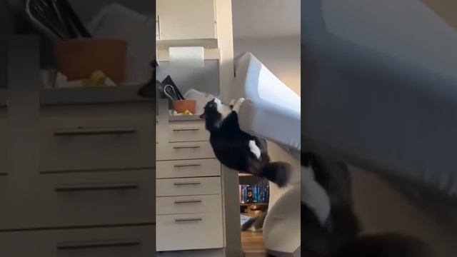 кот что то задумал смотреть онлайн