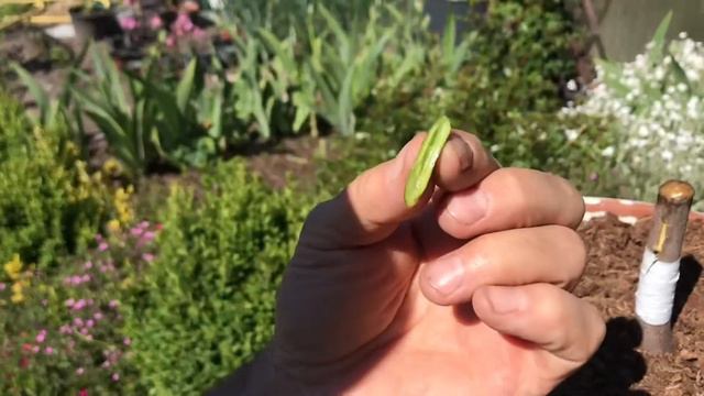 Прививка инжира смотреть онлайн