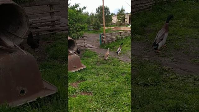 УТКА ИНДИЙСКИЙ БЕГУН, СОДЕРЖАНИЕ В ТАЗИКЕ С ВОДОЙ смотреть онлайн