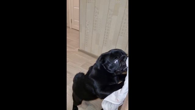 Маленький Мопс играет с игрушкой / Little Pug playing with a toy смотреть онлайн