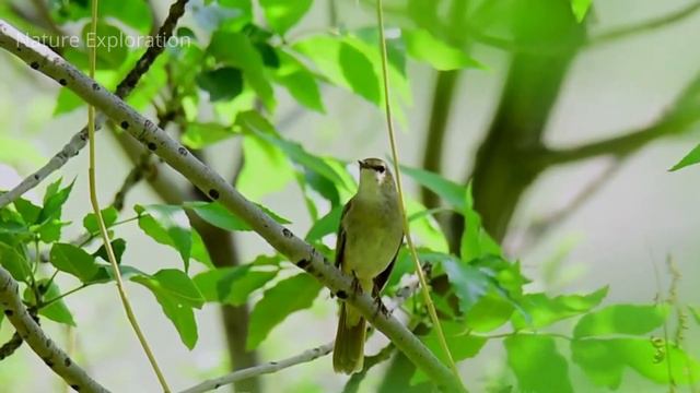 "Nightingale", and the sound is gentle |nature exploration|wild life photography| смотреть онлайн
